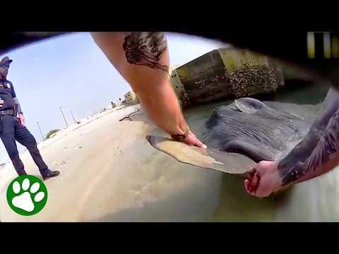 Florida Cop Rescues Huge Sunfish Stuck on Beach #Video