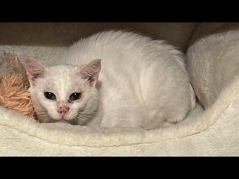 Vet Jumps In Kennel To Have Dinner With Scared Dog #Video