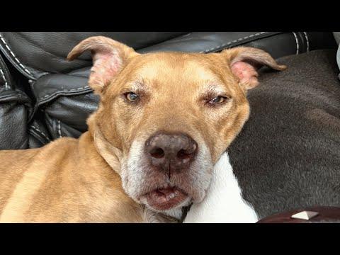 Woman brings home an 'old' shelter dog. Then discovers his real age. #Video