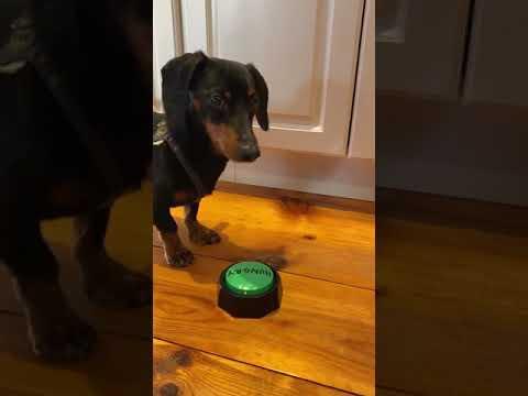 Teaching the dogs to communicate with audio buttons but regretting it already #Shorts #Video