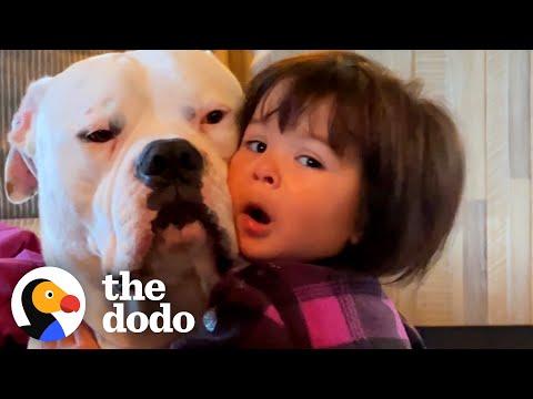 Pittie And Baby Grow Up Together #Video