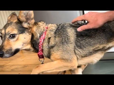 Terrified rescue dog hid behind sofa for 6 months #Video