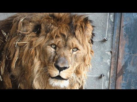 15-year-old lion feels grass for first time #Video