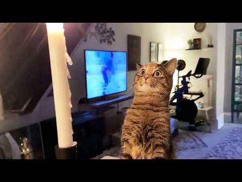 This Cat Takes His Morning Duty Very Seriously — Waking Up The Baby