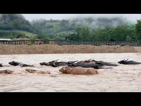 The ingenuity of the buffalo herd when crossing a turbulent river to return home - ElephantNews #Vid