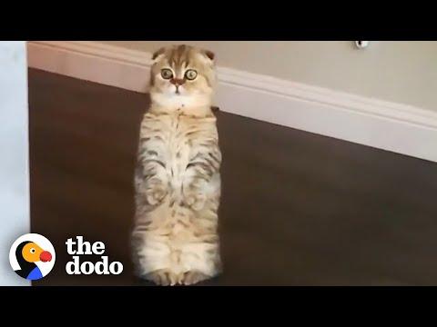 This Kitten Looks Like An Alien When He Stands #Video