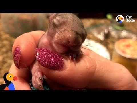 Rescue Squirrel Is A Little Different From Everyone Else - SCARLET | The Dodo