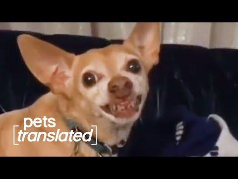 Pets & Their People Video | Pets Translated