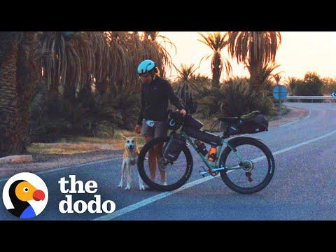 Stray Dog Follows Cyclists 62 Miles Across The Sahara Desert