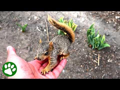 Man Rescues Tiny Baby Squirrel and Become His Human Dad #Video