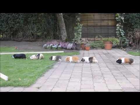 Guinea pig train Video