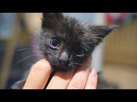 Little Black Kitten Getting Rescued When The Dogs Came #Video