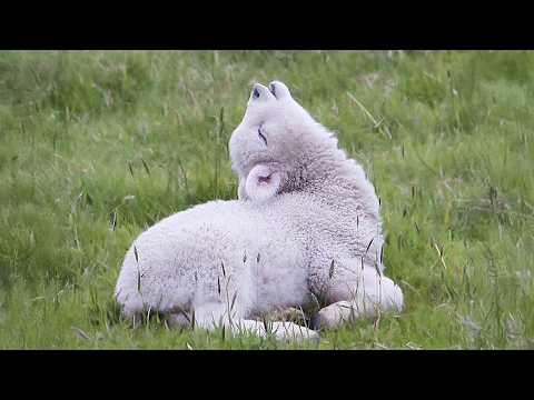 Amazing World of Adorable and Funny Baby Sheep #Video