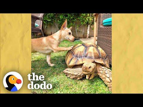 Puppy Brings His Favorite Toys To His Tortoise BFF Everyday #Video