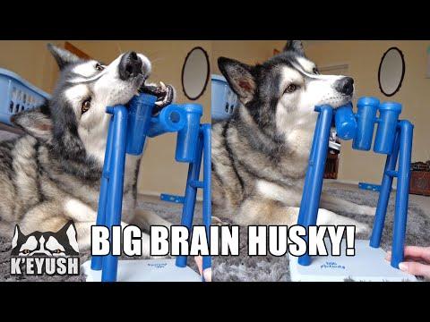 Genius Husky Cracks Puzzle in SECONDS! Dog IQ TEST Video!