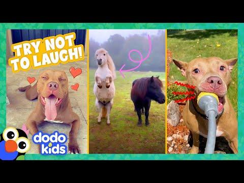 Try Not To Laugh At These Funny, Cute Animals | Dodo Kids #Video