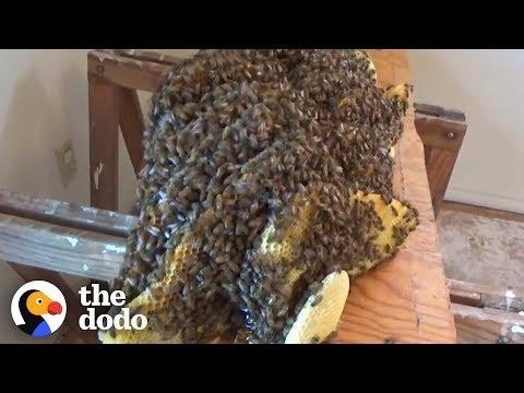 Man Removes 10,000 Bees Hidden Beneath Floor