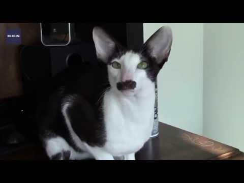 Meet Stache The Cat - The Cat With The Amazing Moustache