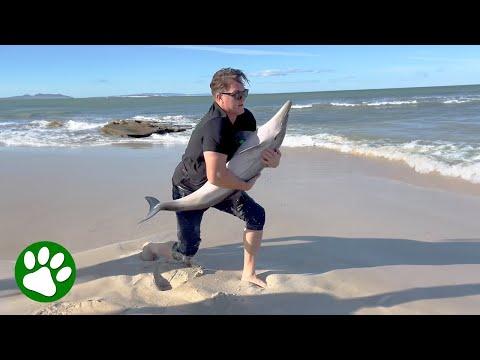 Persistent man rescues baby dolphin #Video