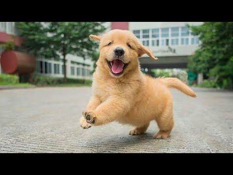 FUNNY PUPPIES that will make you LAUGH | Funny Animals Videos 2024 #Video