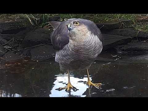 This Sparrowhawk Looks Like It's Walking On Water | Discover Wildlife | Robert E Fuller #Video #Vide