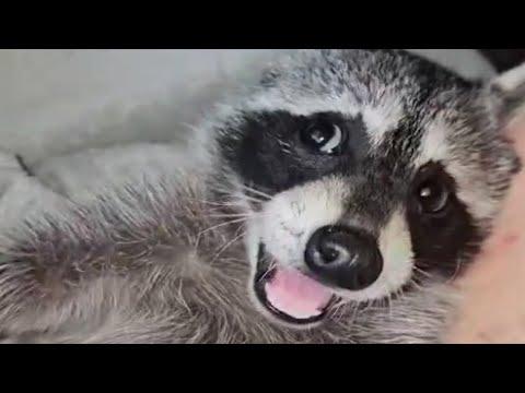 Special needs raccoon is so loving to mom