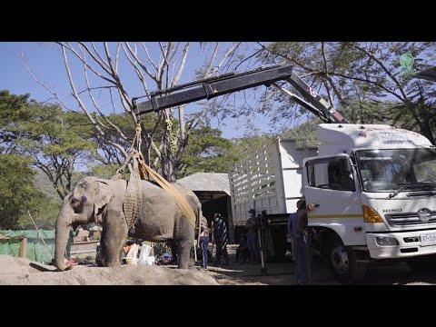 The Never Give Up Elephant Named Mae Sri - ElephantNews #Video