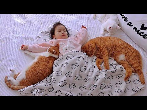 Clingy Family Cats and Little Girl Are Absolutely Adorable #Video