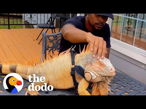 Clingy Iguana Wants To Do Everything His Dad Does #Video