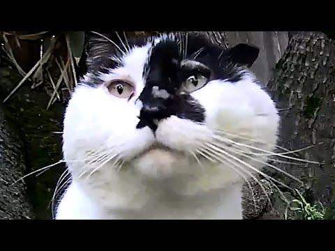 Man builds house for cat he can't touch #Video