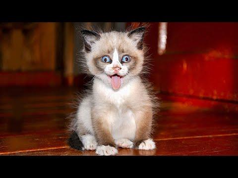 The funniest animals / Fun with cats and dogs 2022 #Video