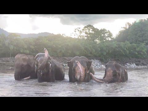 Four Rescued Elephants Have a Great Time in River - ElephantNews #Video