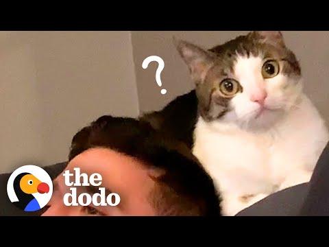 Woman Becomes Third Wheel In Her Cat And Husband's Relationship #Video