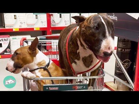 Baby Bull Terrier Completely Changed Personality of His Old Brother #Video