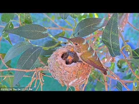 Tiny Hummingbird Chicks Ash (4 Days) & Amber (5 Days) Being Fed by Mom #Video
