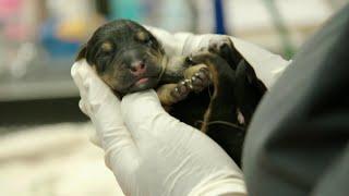 The Story of These Miracle Puppies Will Make Your Day
