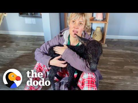 Woman Adopts A Baby Donkey And Raises Him In Her House #Video