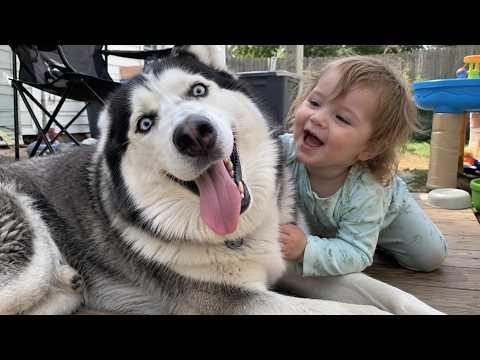 I Got a Husky but Somehow Ended Up With a Comedian! #Video