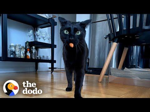 This Cat's BFF Is A Dry Almond #Video