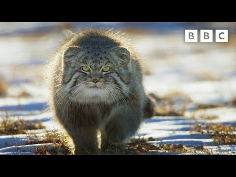 World’s Grumpiest Cat - David Attenborough #Video