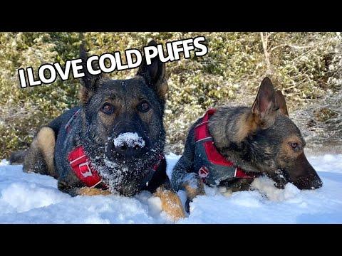 Dogs Enjoying The First Snowfall Of Winter Video