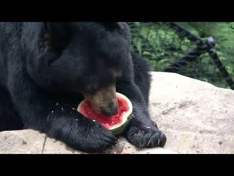 Animals Cronch a Pile of Watermelons Video
