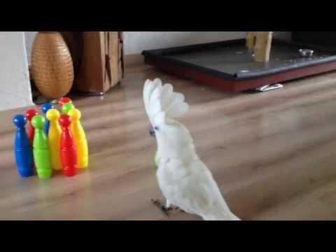 Harley The Cockatoo Goes Bowling