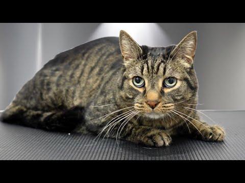 I Groomed The Most Unbothered Cat On Earth #Video