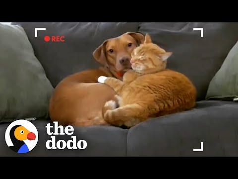 Parents Set Up Hidden Camera And Catch Cat Cuddling Their Anxious Dog #Video