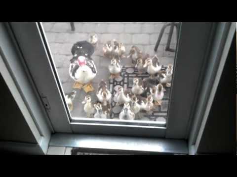 Baby ducks following me #Video