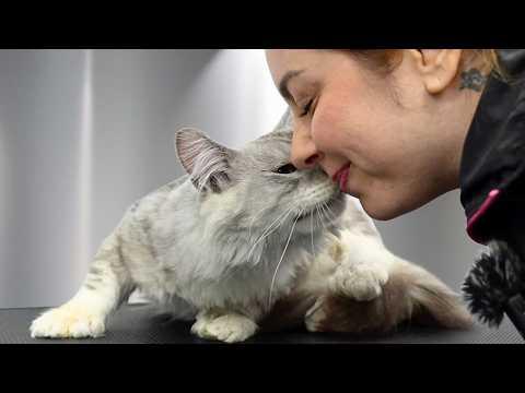 I Wasn't Ready For How Sweet This Rescue Maine Coon Was #Video