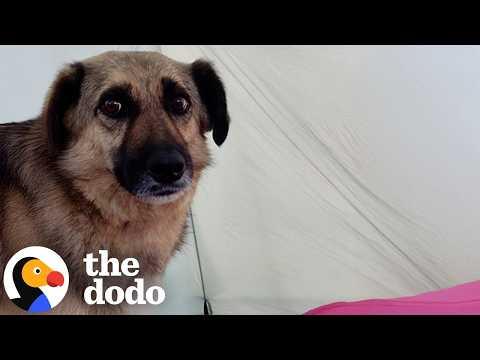 Dog Follows Woman on a Hike and Ends Up Being Her Soul Dog #Video