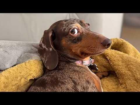 Funniest DOGS Video 2026... Enough Internet for today! #Video