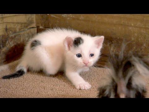 Meet Duke And Moo In Skunk Vs. Kitten De-Cat-Lon